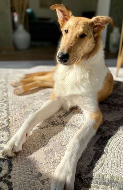 36. Handy Foto Challenge - Sonnenanbeter-Beitrag-Bild