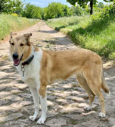 Collies gesucht-Beitrag-Bild