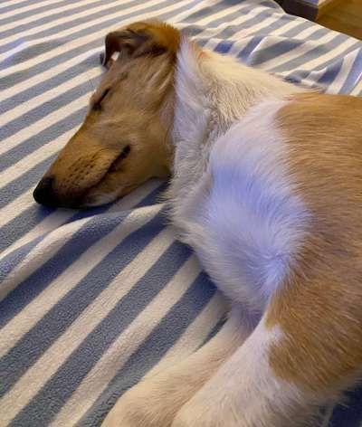 Collies gesucht-Beitrag-Bild