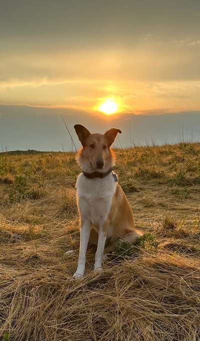 Collies gesucht-Beitrag-Bild