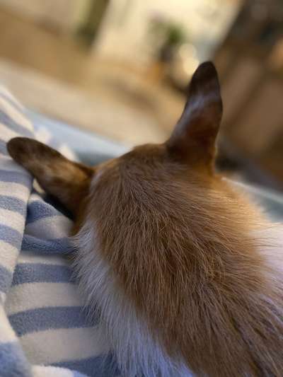 Fotochallenge NR. 123     -Karneval der Tiere--Beitrag-Bild