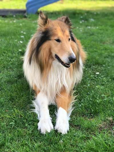 Collies gesucht-Beitrag-Bild