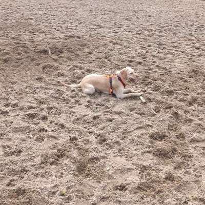 Hundetreffen-Spiel und Spaß am Waldsee-Bild