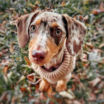 Hundetreffen-Welpentreff mit Dackel Heidi-Bild