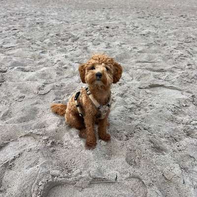 Hundetreffen-Toben und Spielen-Bild