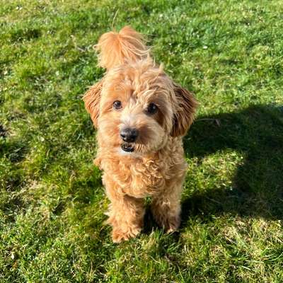 Hundetreffen-Hundekumpel/ine gesucht 🌸☀️-Bild