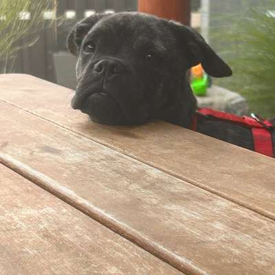 Hundetreffen-Welpen und Junghunde treffen-Bild