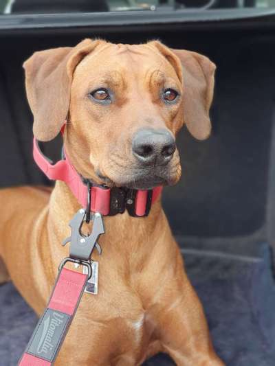 Rhodesian Ridgeback-Beitrag-Bild