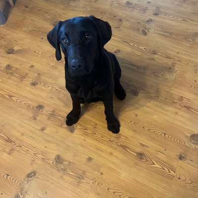 Hundetreffen-Spielkameraden gesucht-Bild