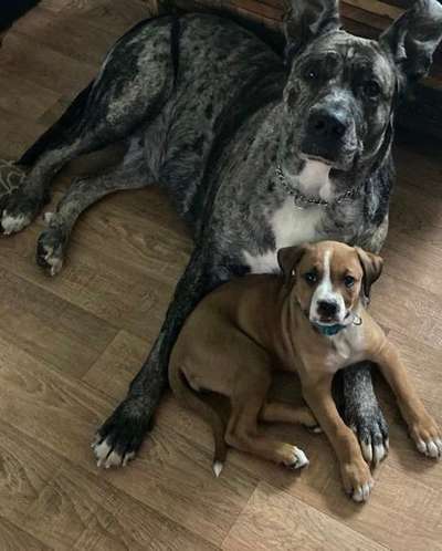 Welpen Bilder !-Beitrag-Bild