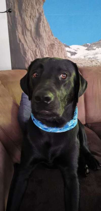 Warum liebst du deinen Hund?-Beitrag-Bild