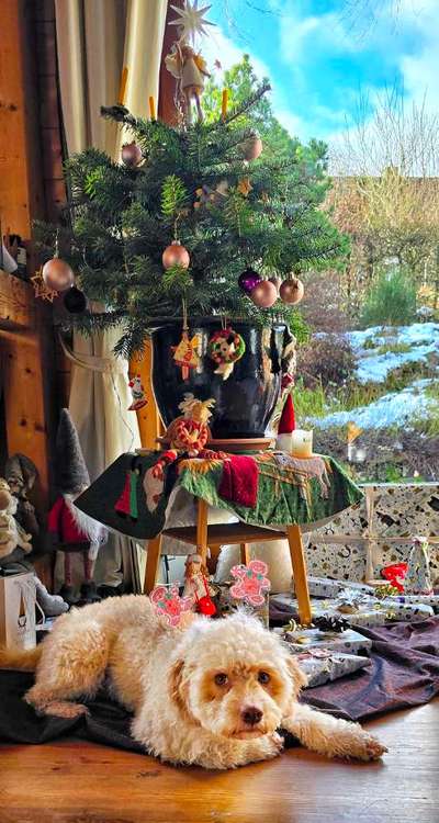 Ein Hund als Weihnachtsgeschenk? 🎁🐶 Muss das sein?-Beitrag-Bild