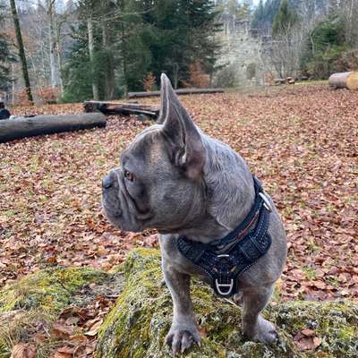 Hundetreffen-Spaziergspändli-Bild