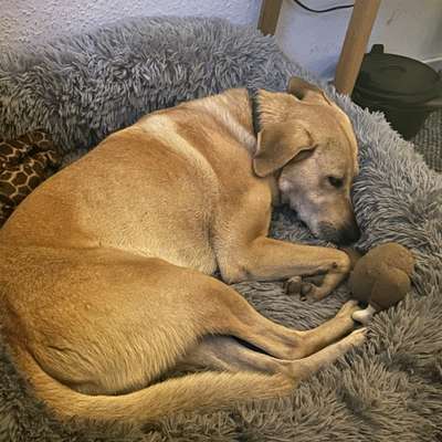 Hundetreffen-Training für reaktiven Hund