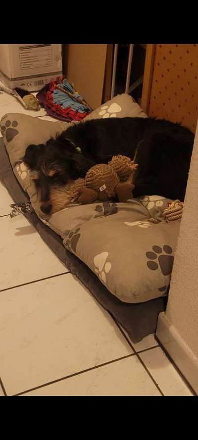 Was machen eure Hunde beim Allein sein?-Beitrag-Bild