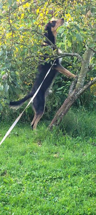 Mischlinge raten - Rätselspaß-Beitrag-Bild