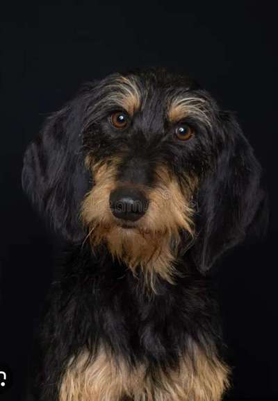 Hunde aus Griechenland-Beitrag-Bild