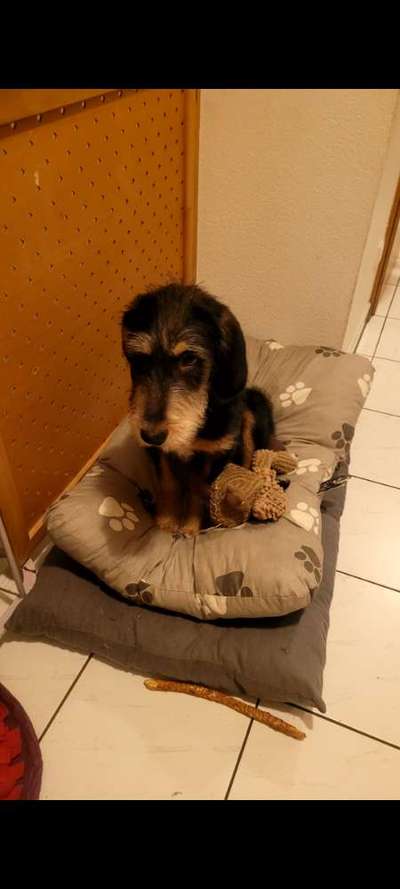 Was machen eure Hunde beim Allein sein?-Beitrag-Bild