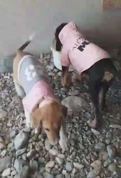 Hunde aus Griechenland-Beitrag-Bild