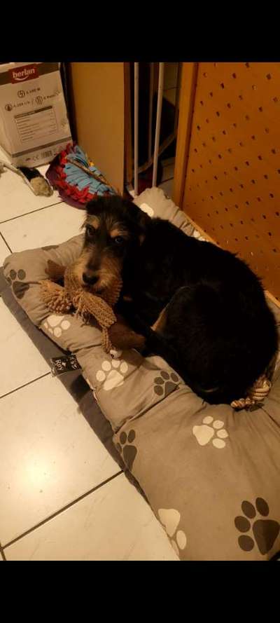 Was machen eure Hunde beim Allein sein?-Beitrag-Bild