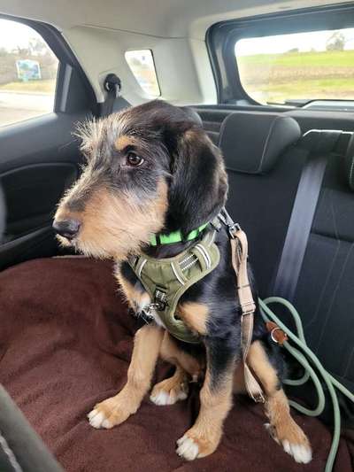 Hunde aus Griechenland-Beitrag-Bild