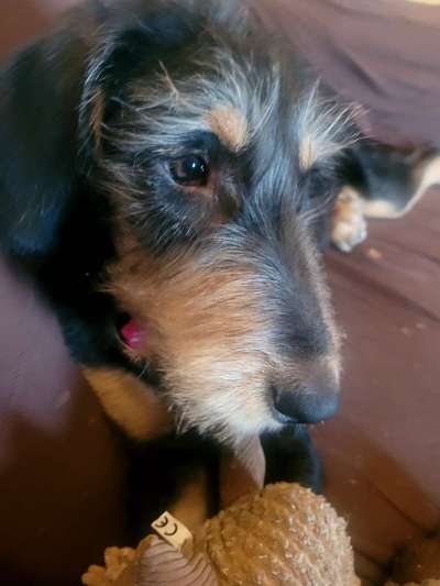 Hunde aus Griechenland-Beitrag-Bild