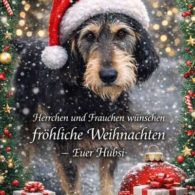 aktuelles Foto Gruppe Hunde aus dem Tierschutz