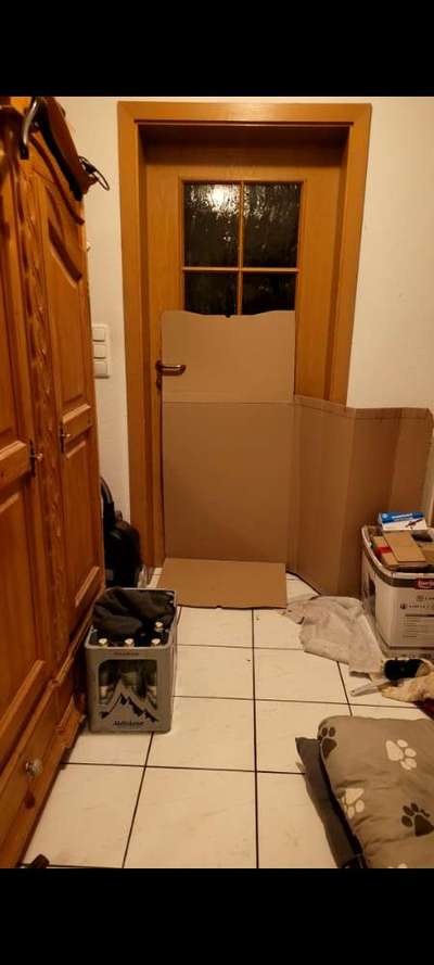 Was machen eure Hunde beim Allein sein?-Beitrag-Bild