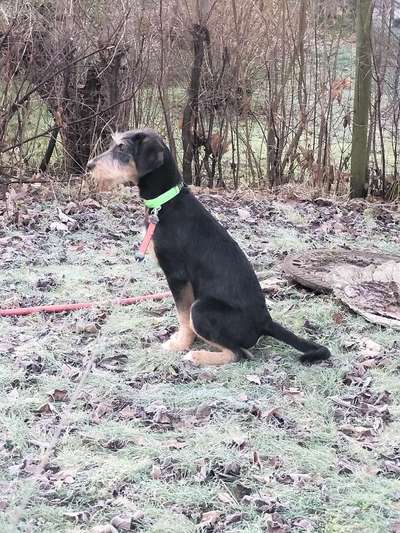 Hunde aus Griechenland-Beitrag-Bild