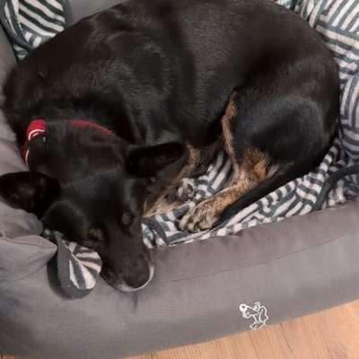 Hundesitz für die Rückbank-Beitrag-Bild