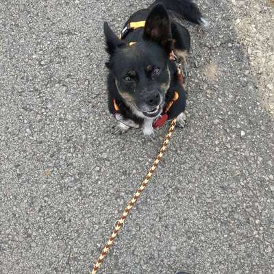 Hundetreffen-Gassirunde-Bild