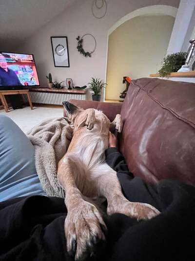 Dogorama Photo Challenge - Wälzen-Beitrag-Bild