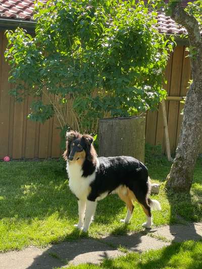 Die Dogorama Monats Challenge "Es grünt und blüht"-Beitrag-Bild