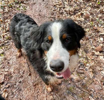 Hundetreffen-Berner Treffen-Bild