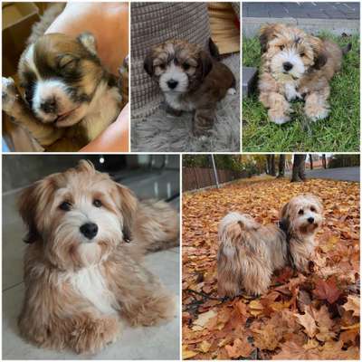 Welpenfotos-Beitrag-Bild