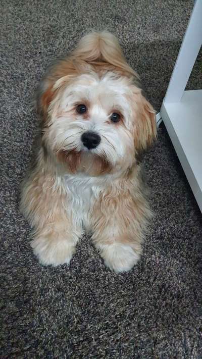 Die besten Hundeblicke 🐾❤️-Beitrag-Bild