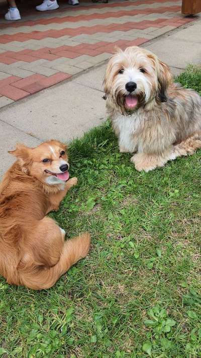 Fotochallenge Nr. 59 - Mein Hund zeigt die Zunge-Beitrag-Bild