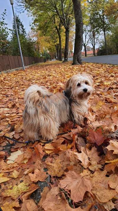 Havaneser dabei?:)-Beitrag-Bild