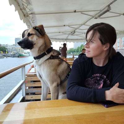 Hundetreffen-Schäferhunde für gemeinsame Treffen-Bild
