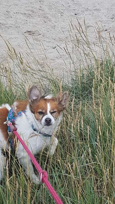 Dogorama Photo Challenge - Tierischer Urlaub-Beitrag-Bild