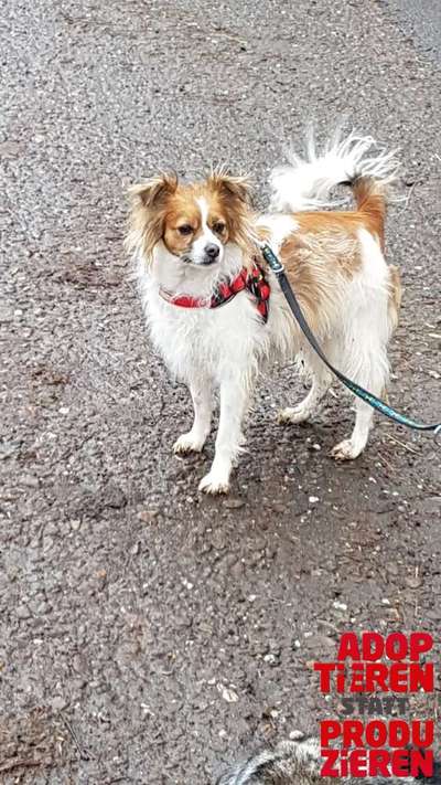 Dogorama Photo Challenge - "Adoptieren statt Produzieren" mit Gewinnspiel-Beitrag-Bild