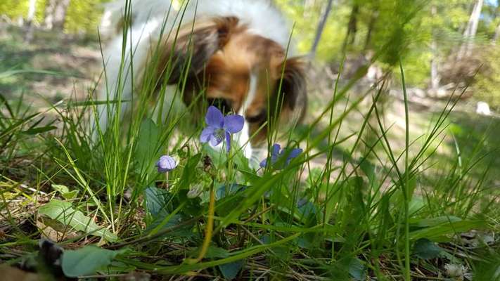 Fotochallenge 78

Es grünt und blüht-Beitrag-Bild