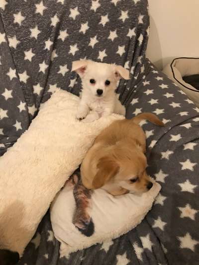 Welpen Bilder !-Beitrag-Bild