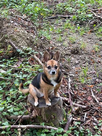 Wie kamst du zu deinem Hund?-Beitrag-Bild