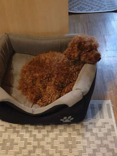 Zeigt her eure Pudel und Pudelmischlinge (:-Beitrag-Bild