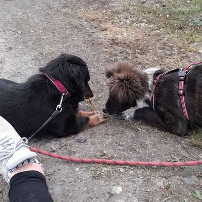 Hundetreffen-Hunderunde-Profilbild