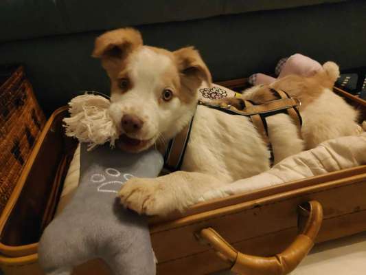 Die Dogorama Kalender Challenge Titelbild-Beitrag-Bild