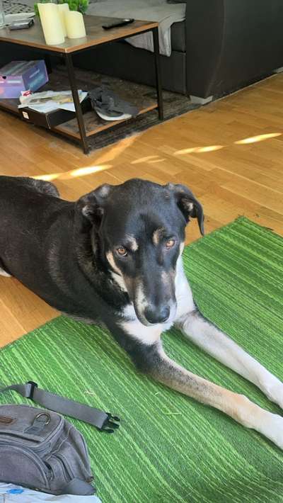 Unsere Fellnasen-Vielfalt im Überblick!-Beitrag-Bild