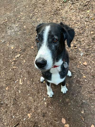 TierschutzhundeStammtisch🐕-Beitrag-Bild