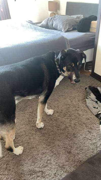 Unsere Fellnasen-Vielfalt im Überblick!-Beitrag-Bild